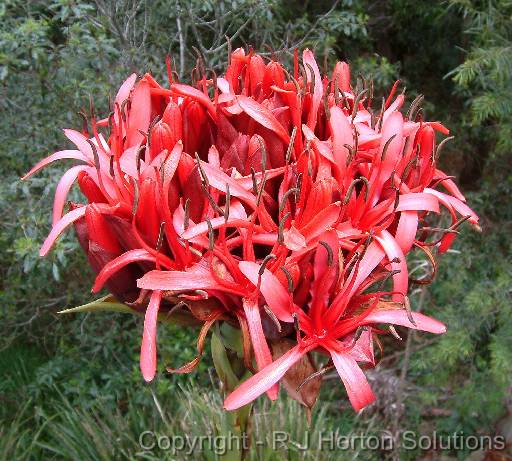 Gymea lily Doryanthes excelsacropped 